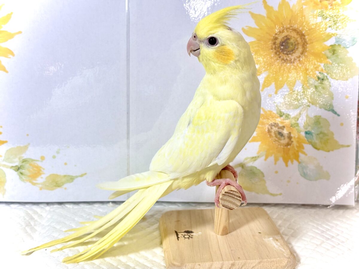オカメインコ