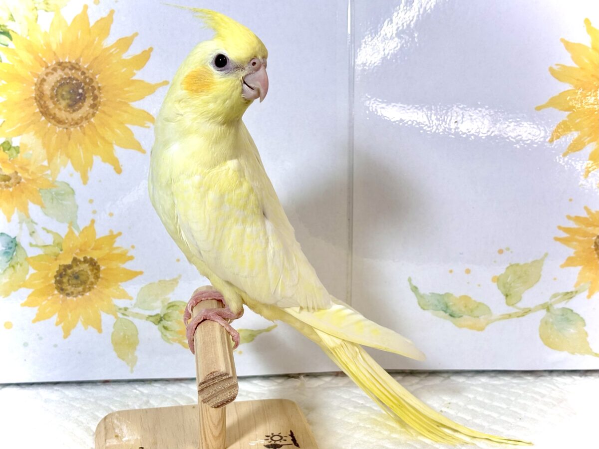 オカメインコ