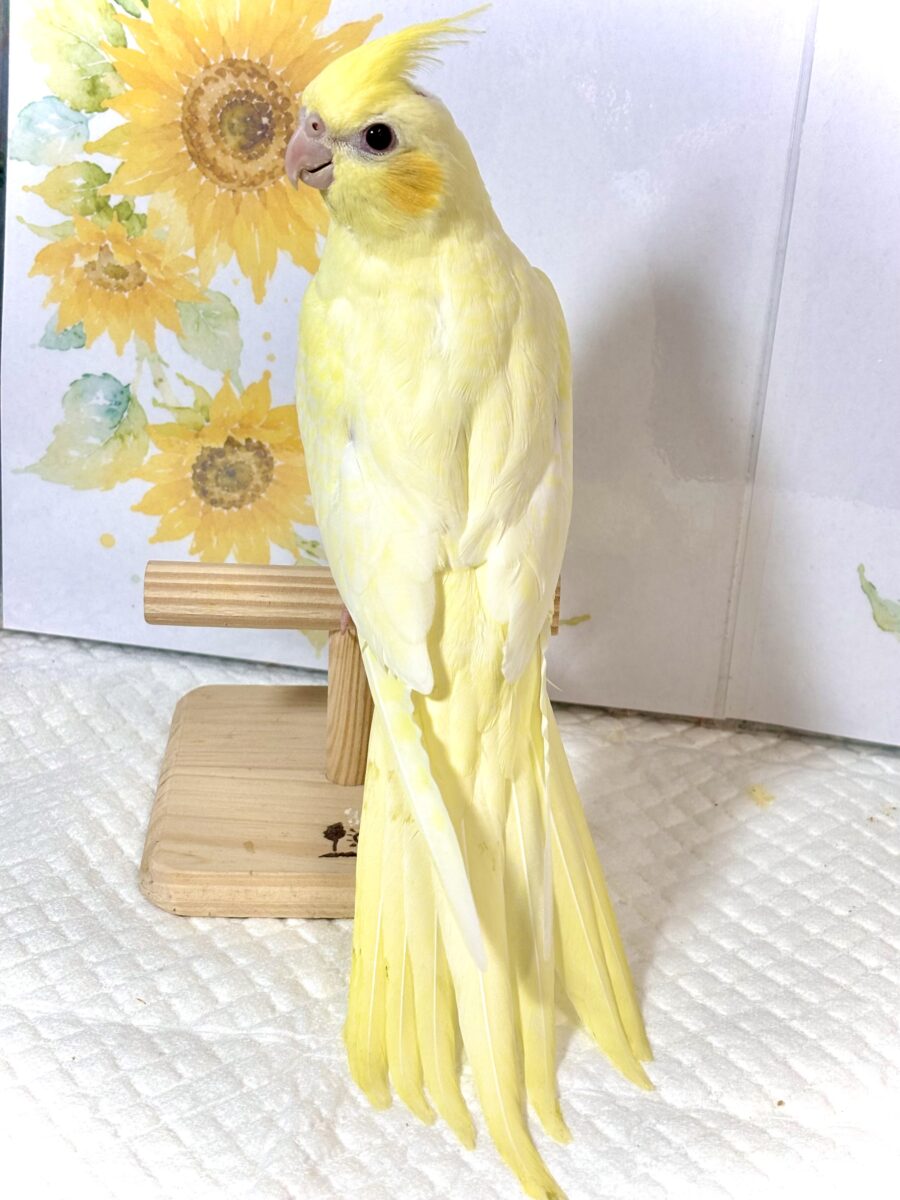 オカメインコ