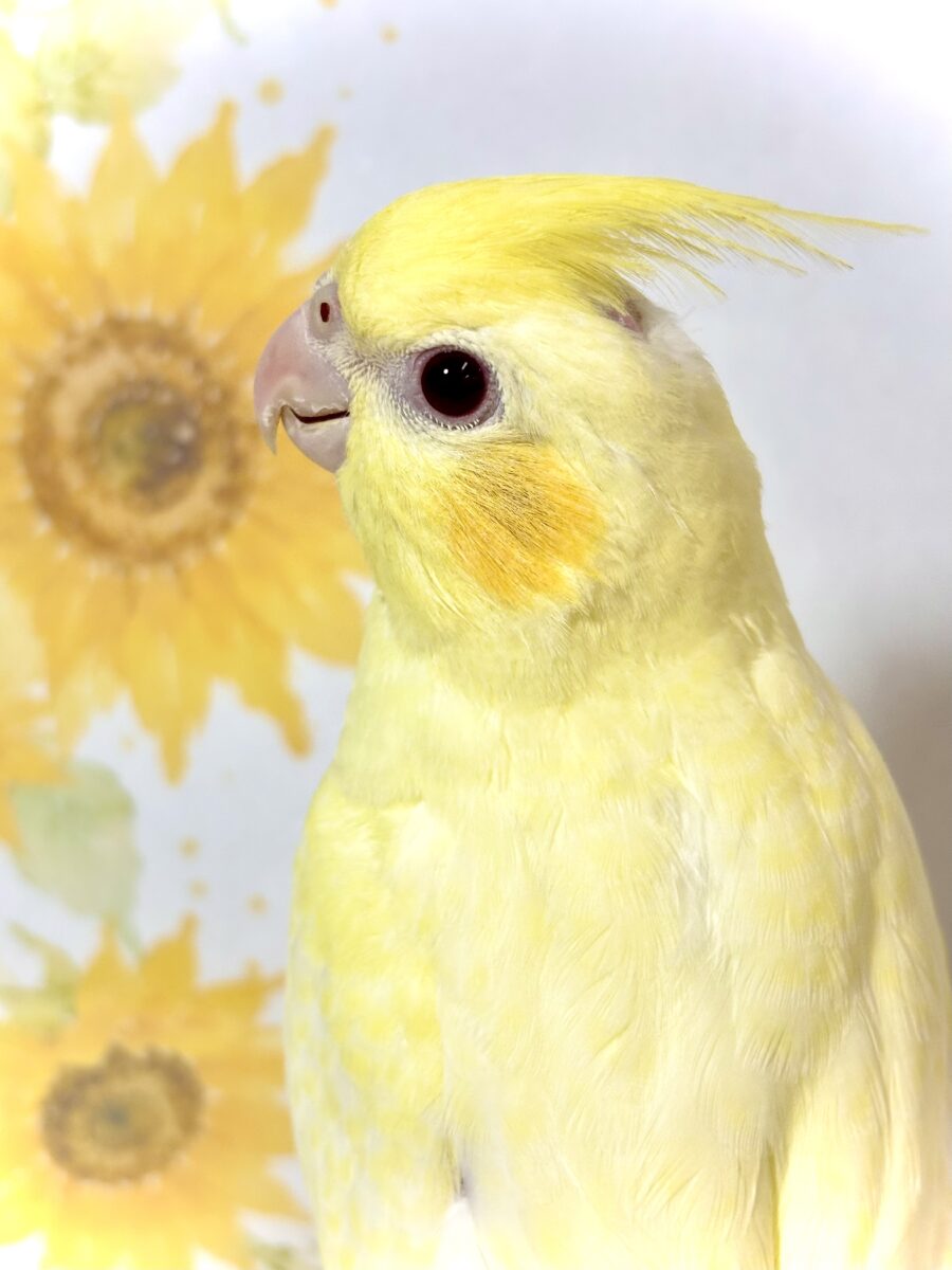 オカメインコ パステルフェイスルチノーパール 🌼🐥✨