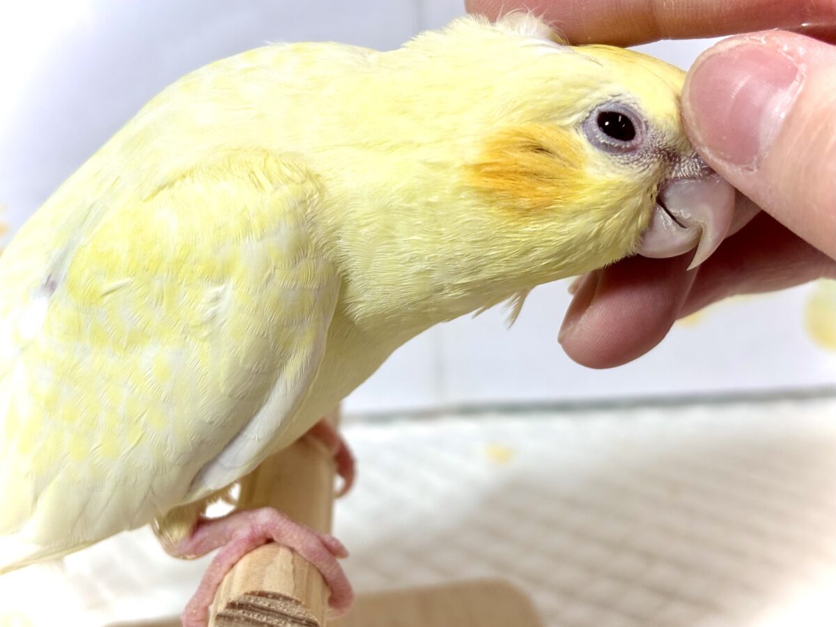 オカメインコ