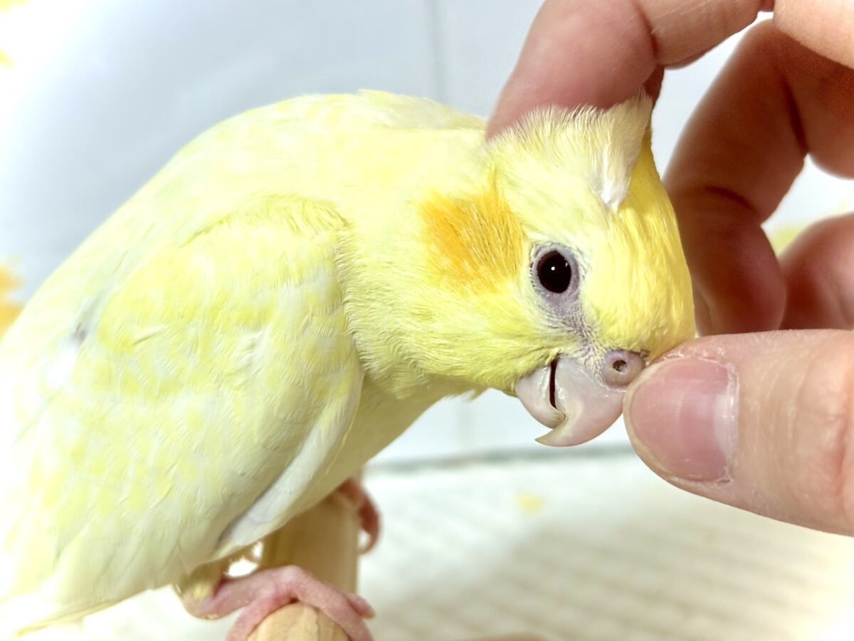 オカメインコ