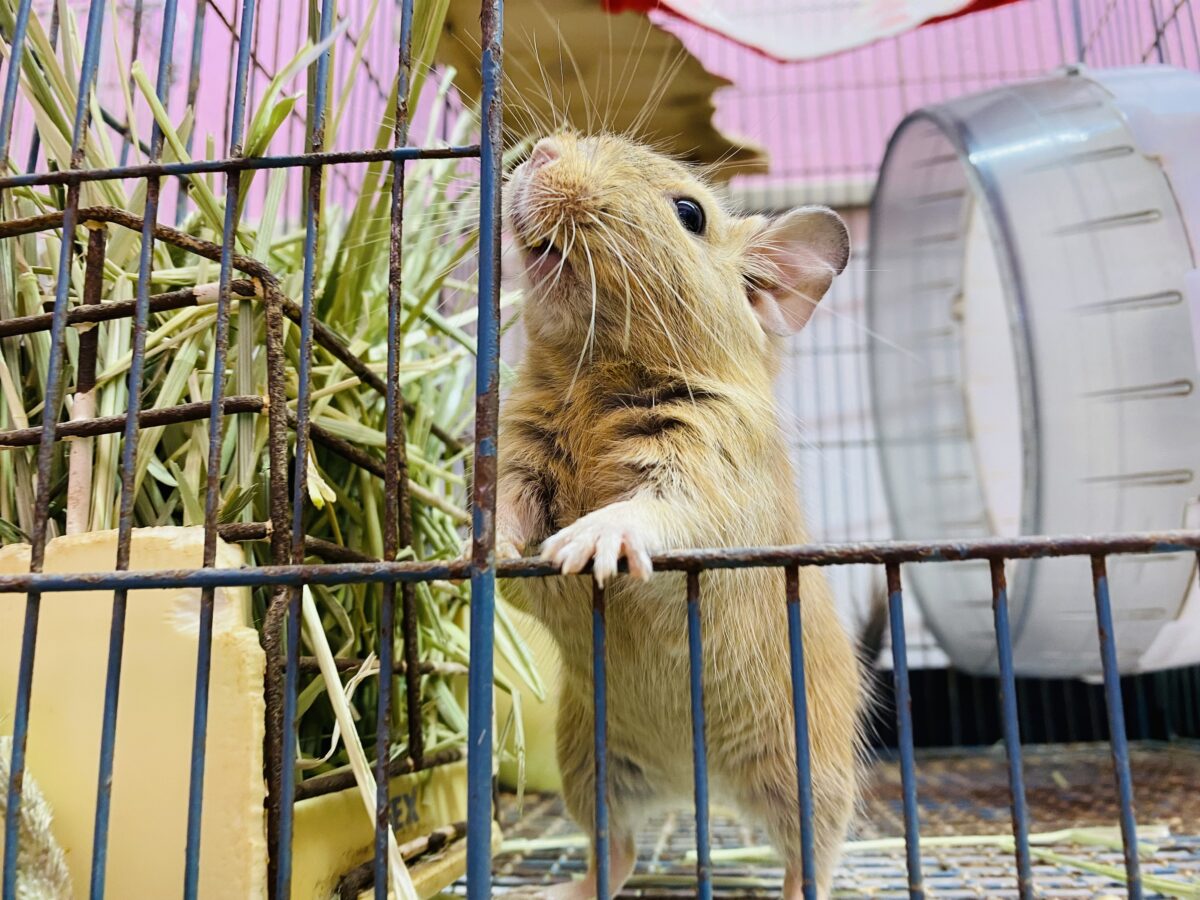 デグー