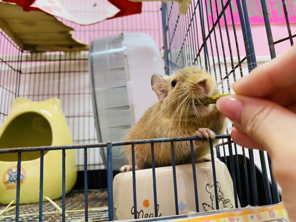 デグー