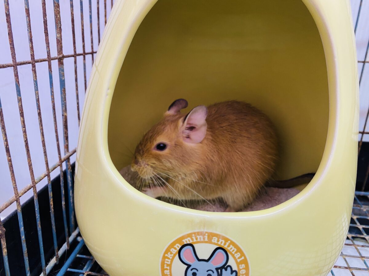デグー