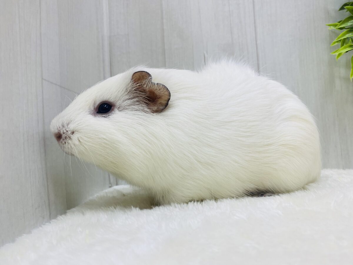 アビシニアンモルモット