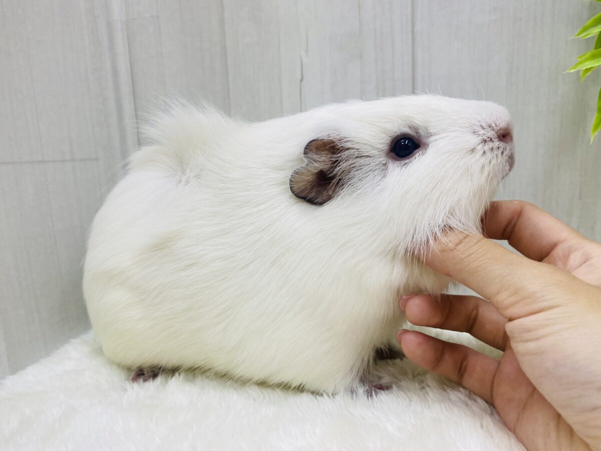 アビシニアンモルモット