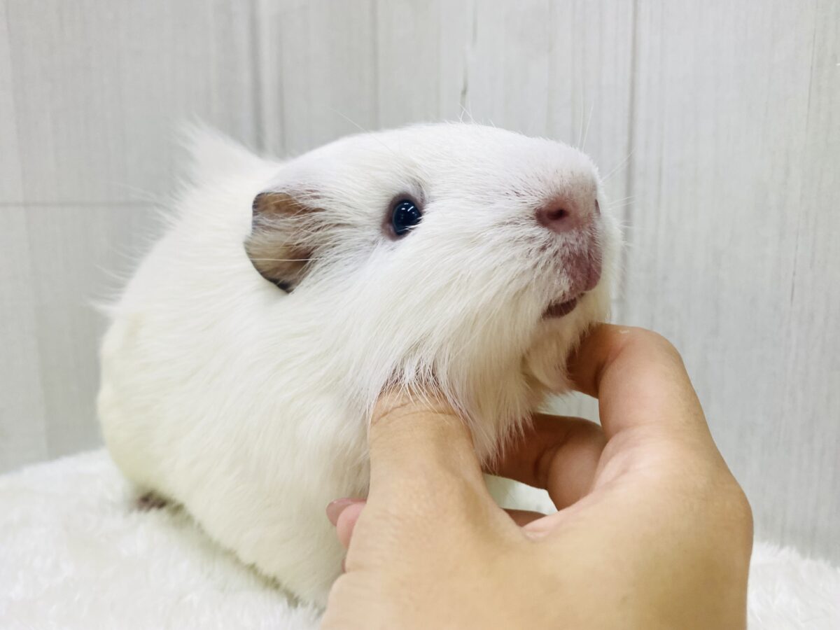 最新画像有ります✨可愛さ反則級💖白もこ姿のモルモットやってきた！！