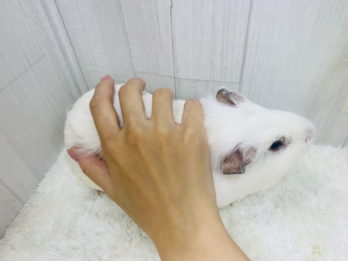 アビシニアンモルモット