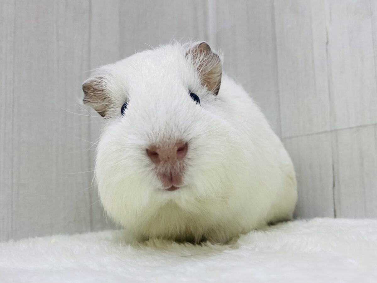 アビシニアンモルモット