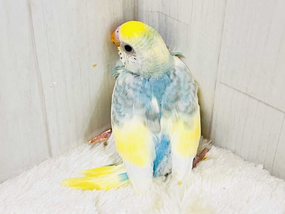 クリームたっぷり💛カラフルなセキセイインコ(パステルレインボースパングルパイド) セキセイインコ
