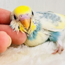 クリームたっぷり💛カラフルなセキセイインコ（パステルレインボースパングルパイド）