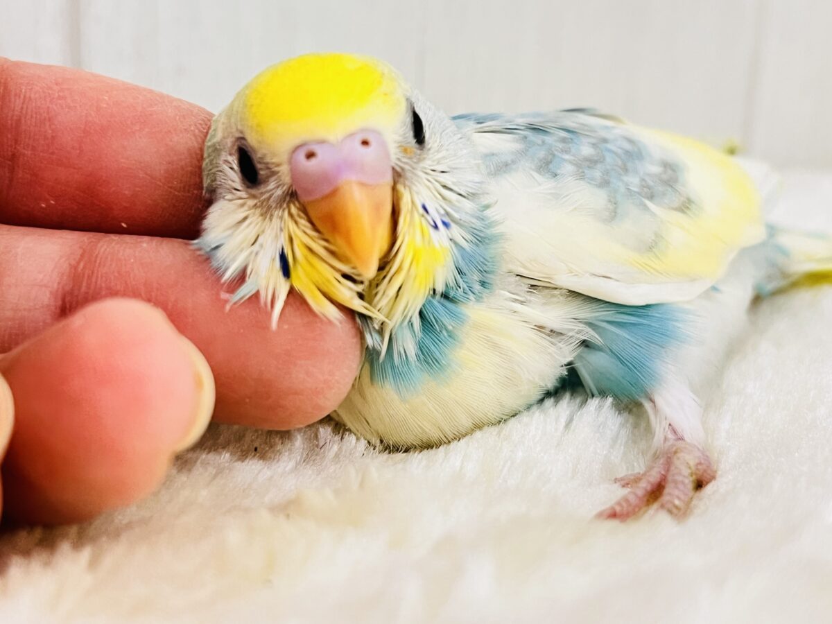 クリームたっぷり💛カラフルなセキセイインコ（パステルレインボースパングルパイド）