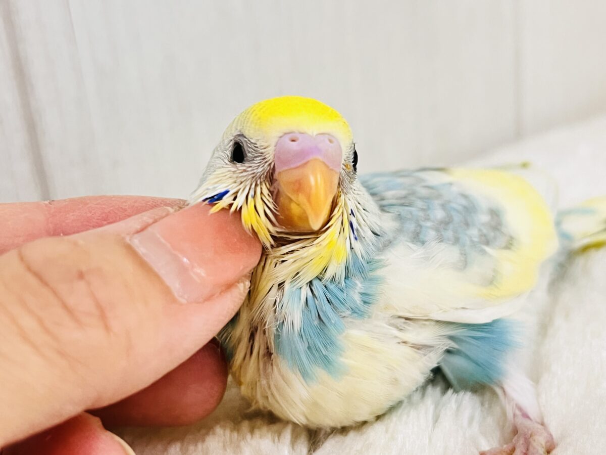 クリームたっぷり💛カラフルなセキセイインコ(パステルレインボースパングルパイド) セキセイインコ