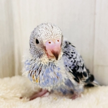 濃い濃い💙美しいサファイアブルー💎セキセイインコ（ブルーオパーリン ）