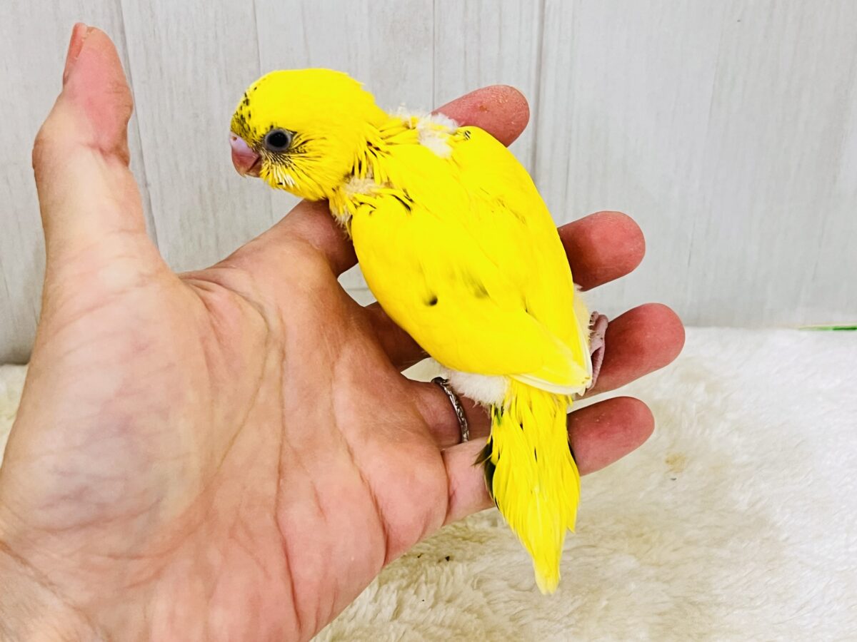 セキセイインコ