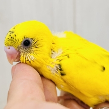 ポツポツほくろの卵焼き💛セキセイインコのイエローハルクイン🌱