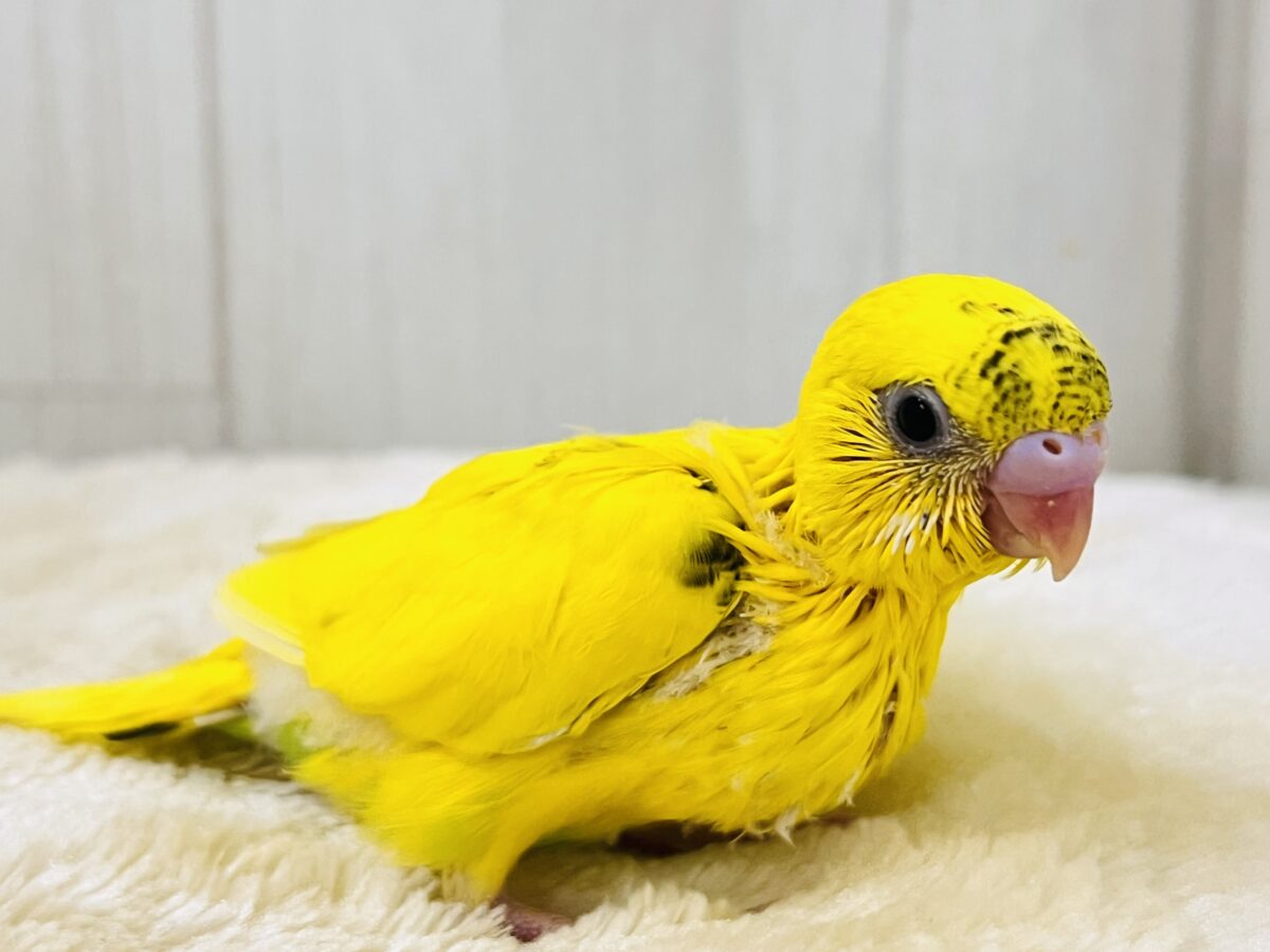 セキセイインコ