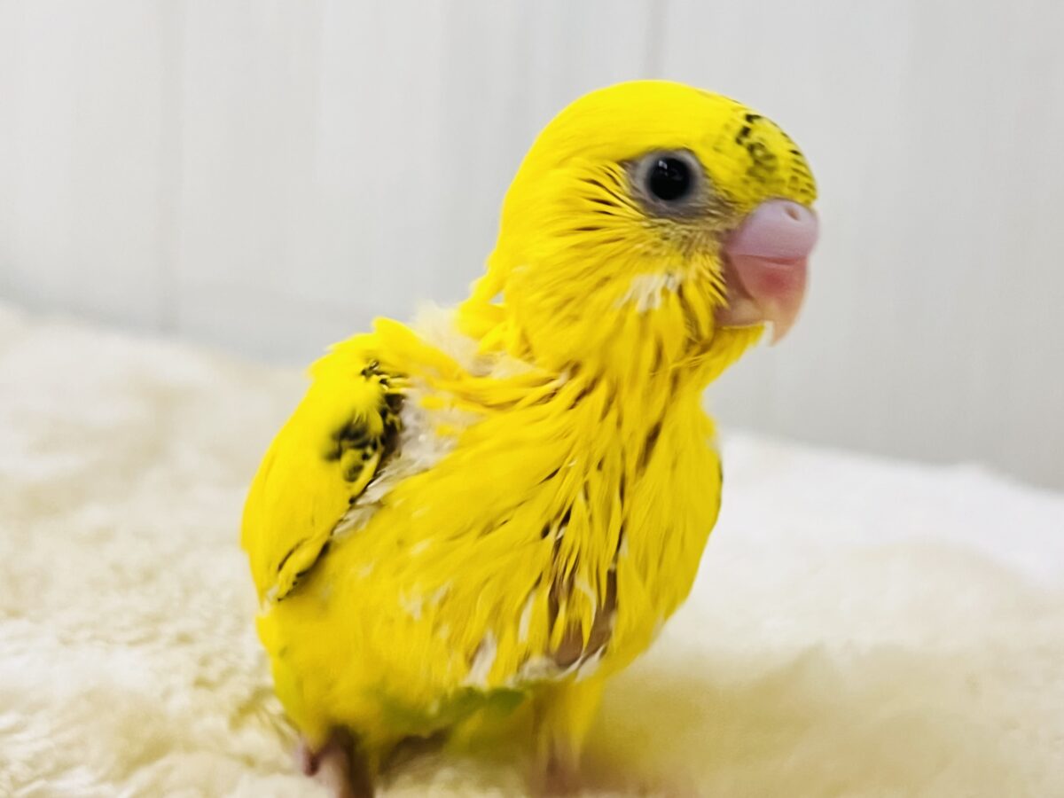 セキセイインコ