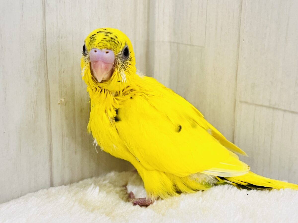 セキセイインコ