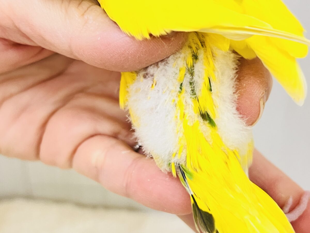 セキセイインコ