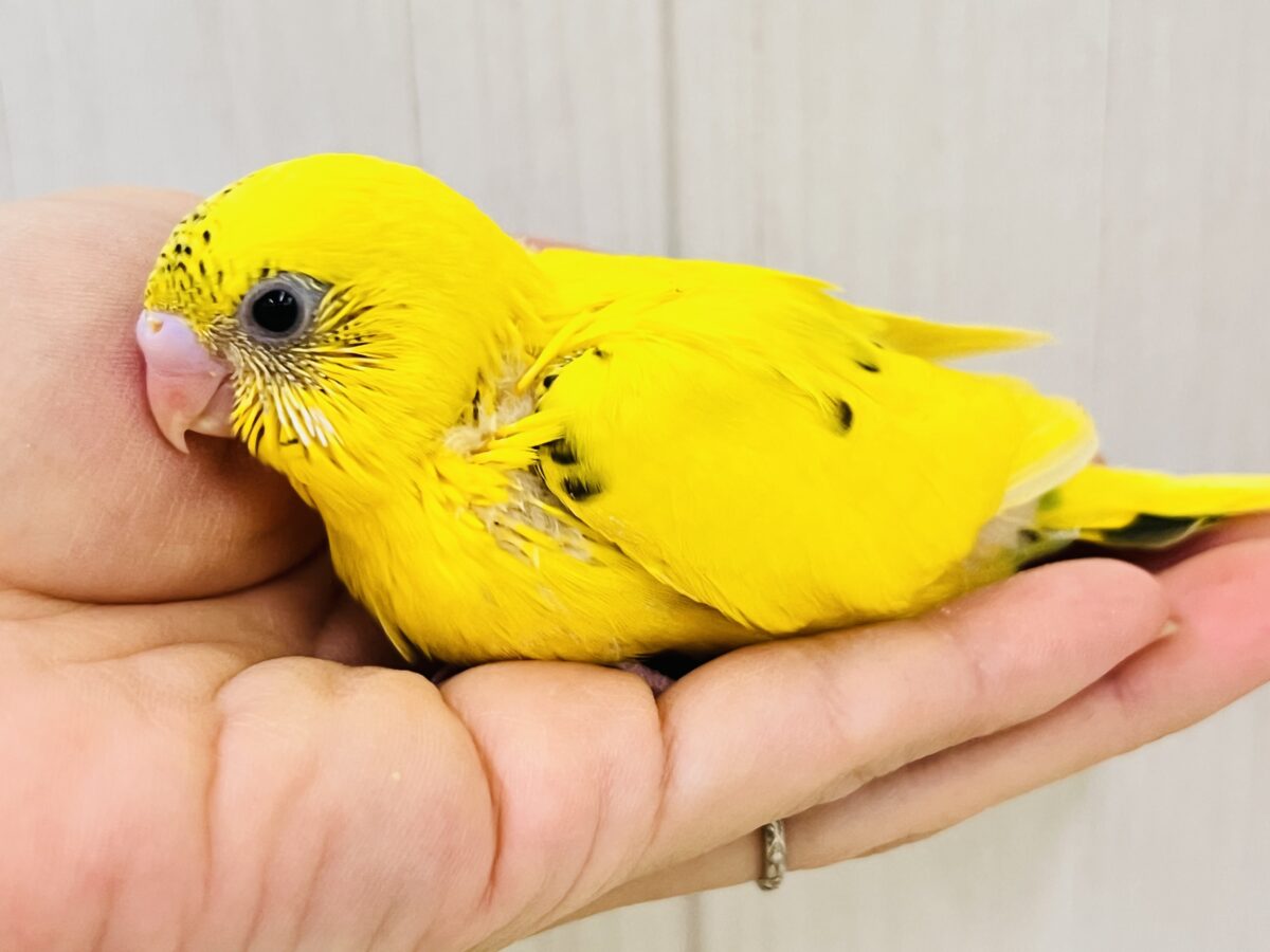 セキセイインコ