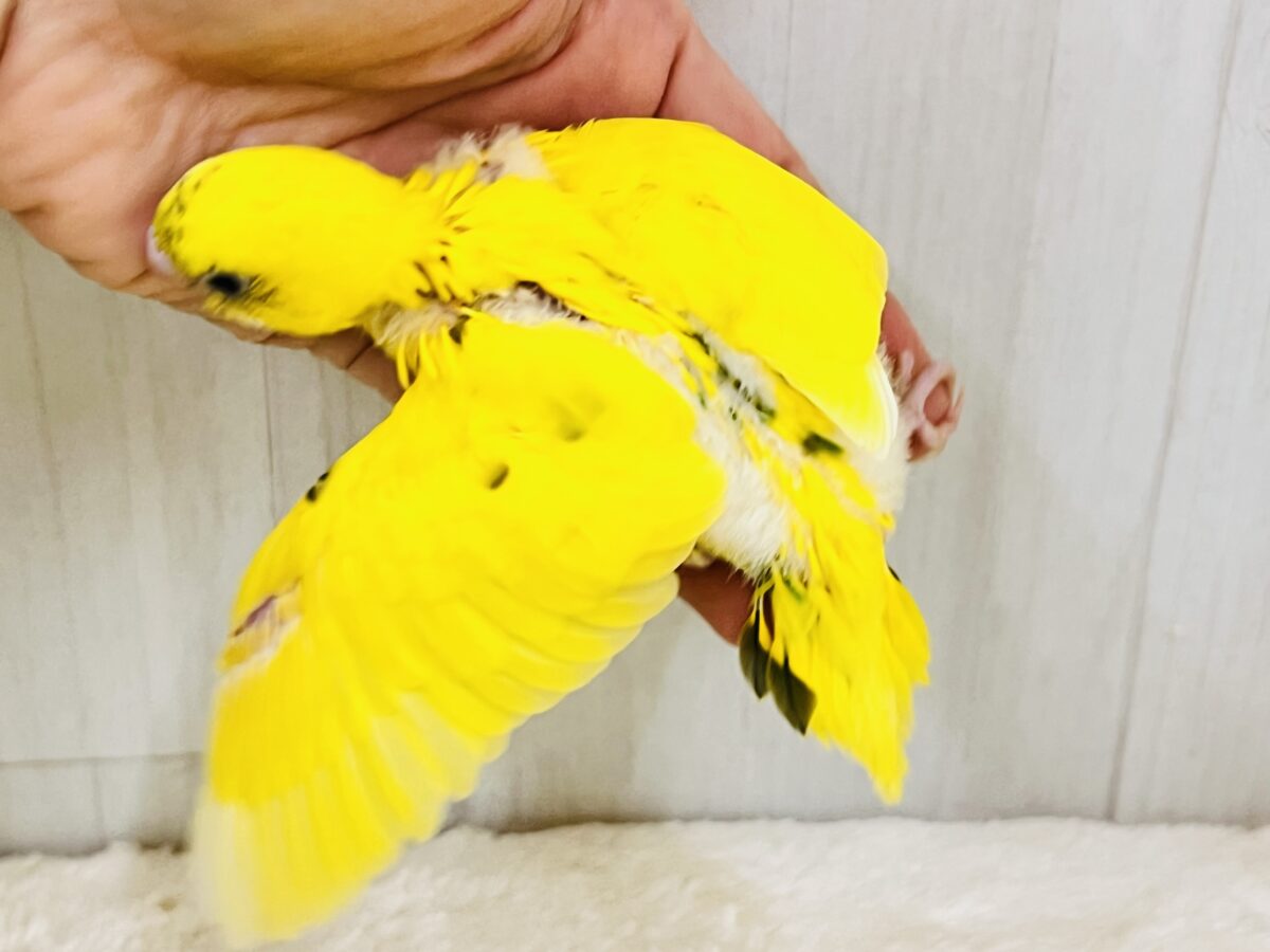 セキセイインコ