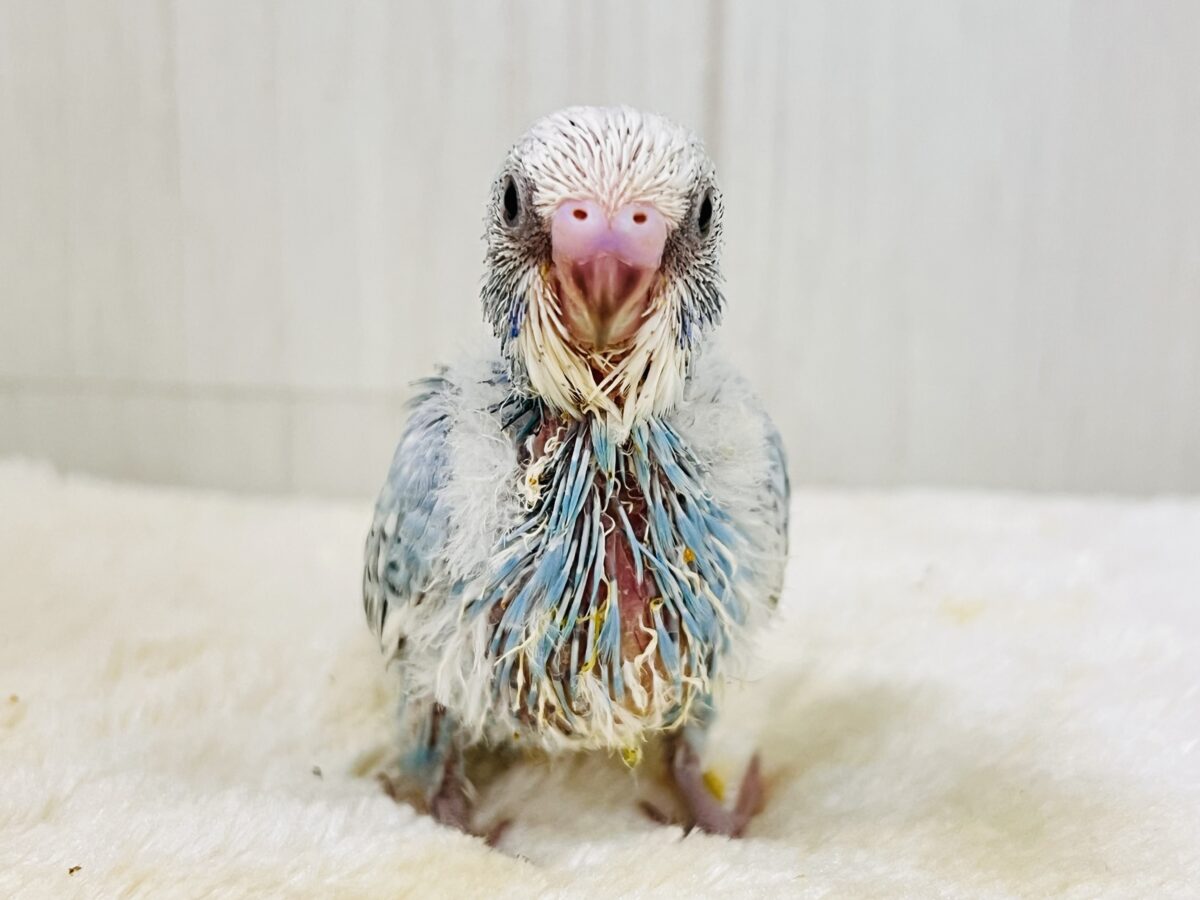 セキセイインコ