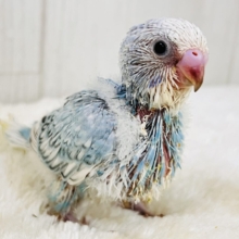 ぱやっと爽やかソーダ🫧セキセイインコのブルースパングル🌟