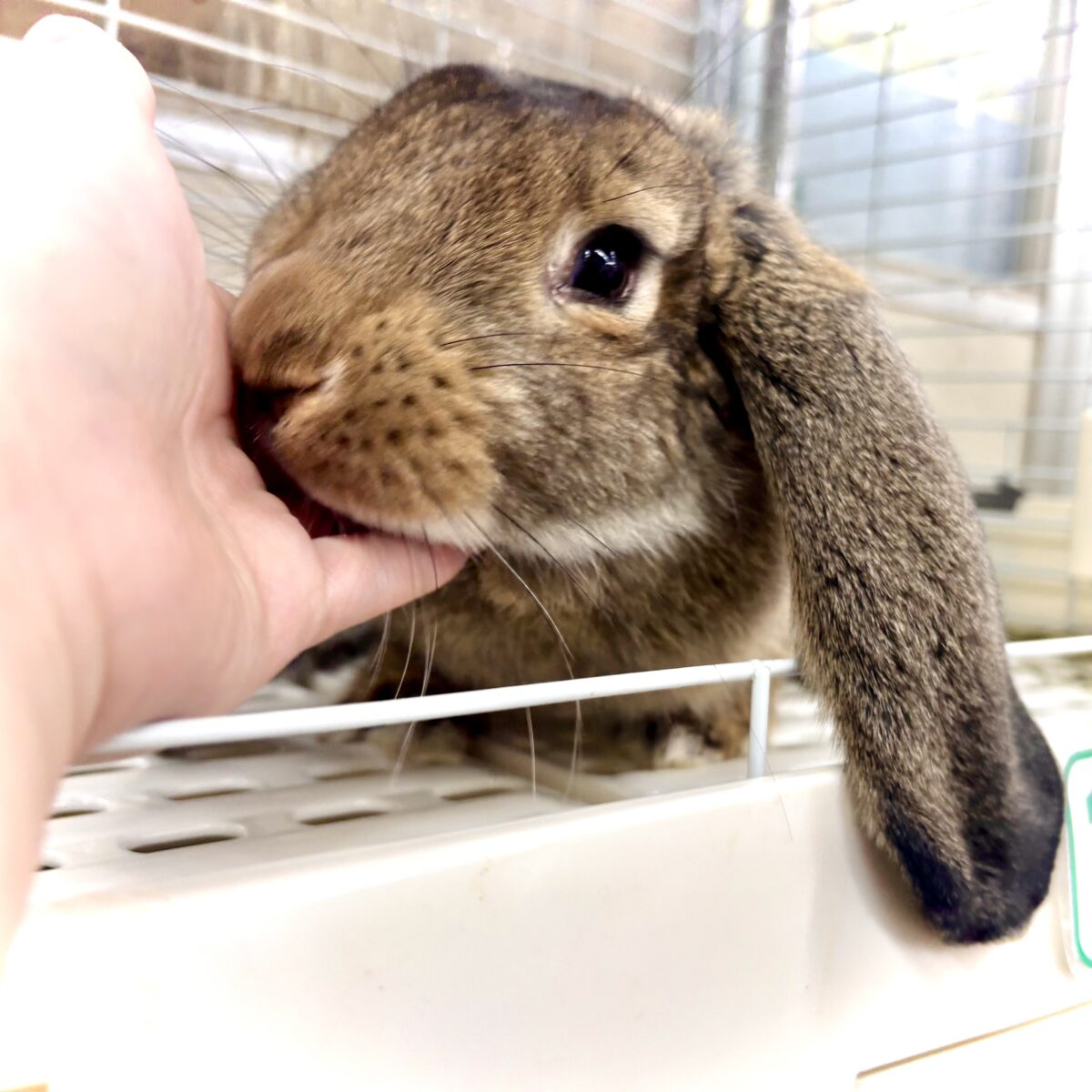 フレンチロップ 男の子 🐰🌿‪🧡‬‪⟡.·*.