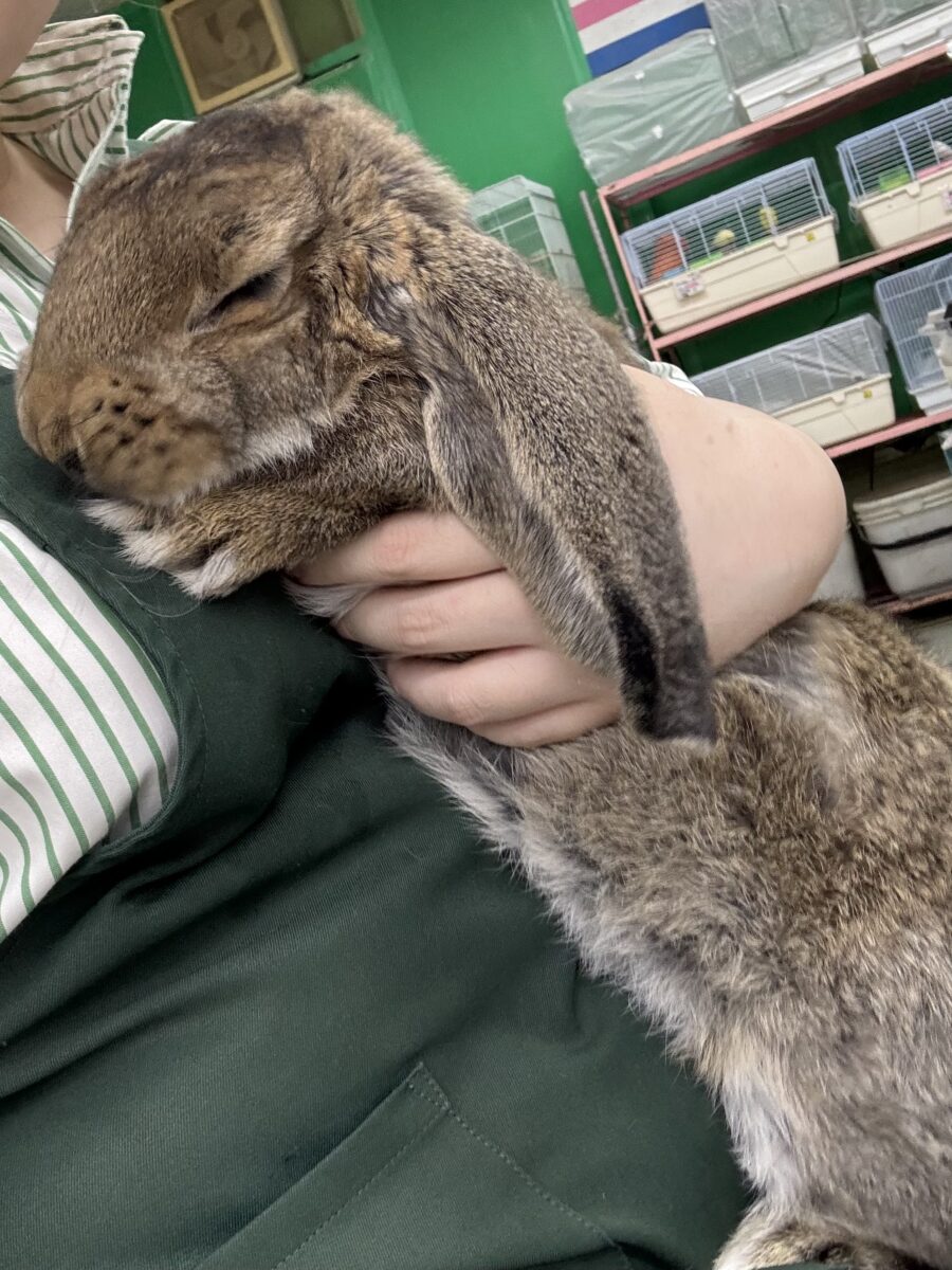 フレンチロップ 男の子 🐰🌿🧡⟡.·*. フレンチロップイヤー