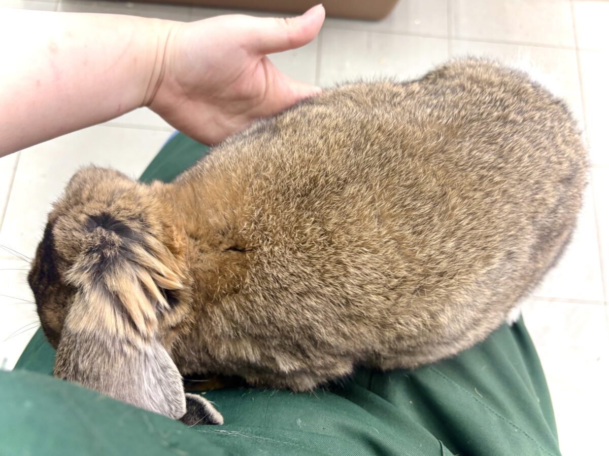 フレンチロップイヤー