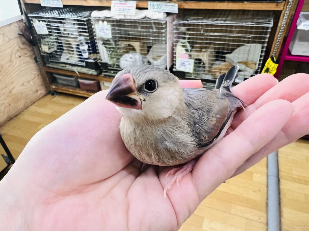 桜文鳥