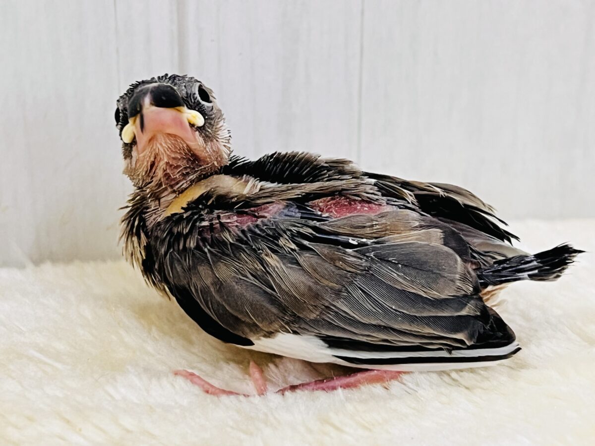 桜文鳥