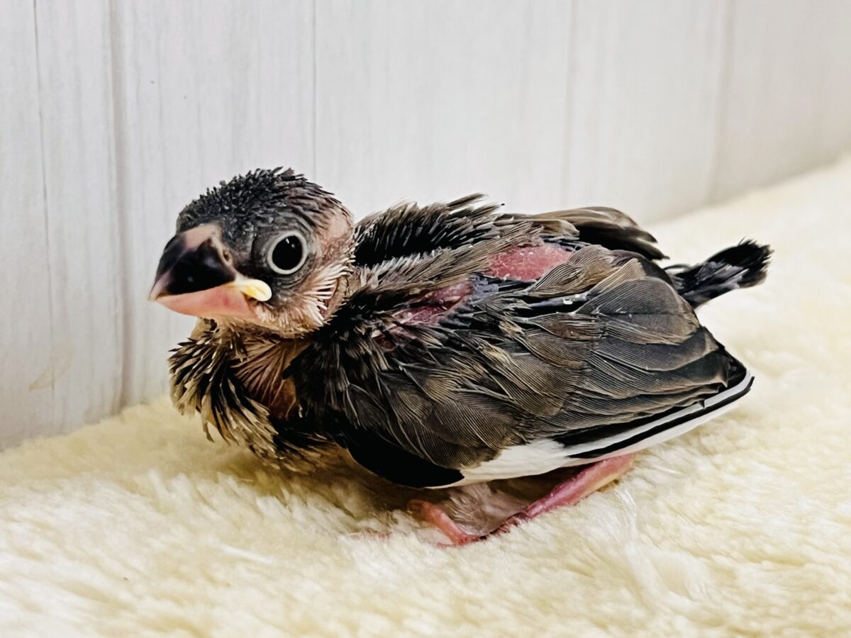 桜文鳥