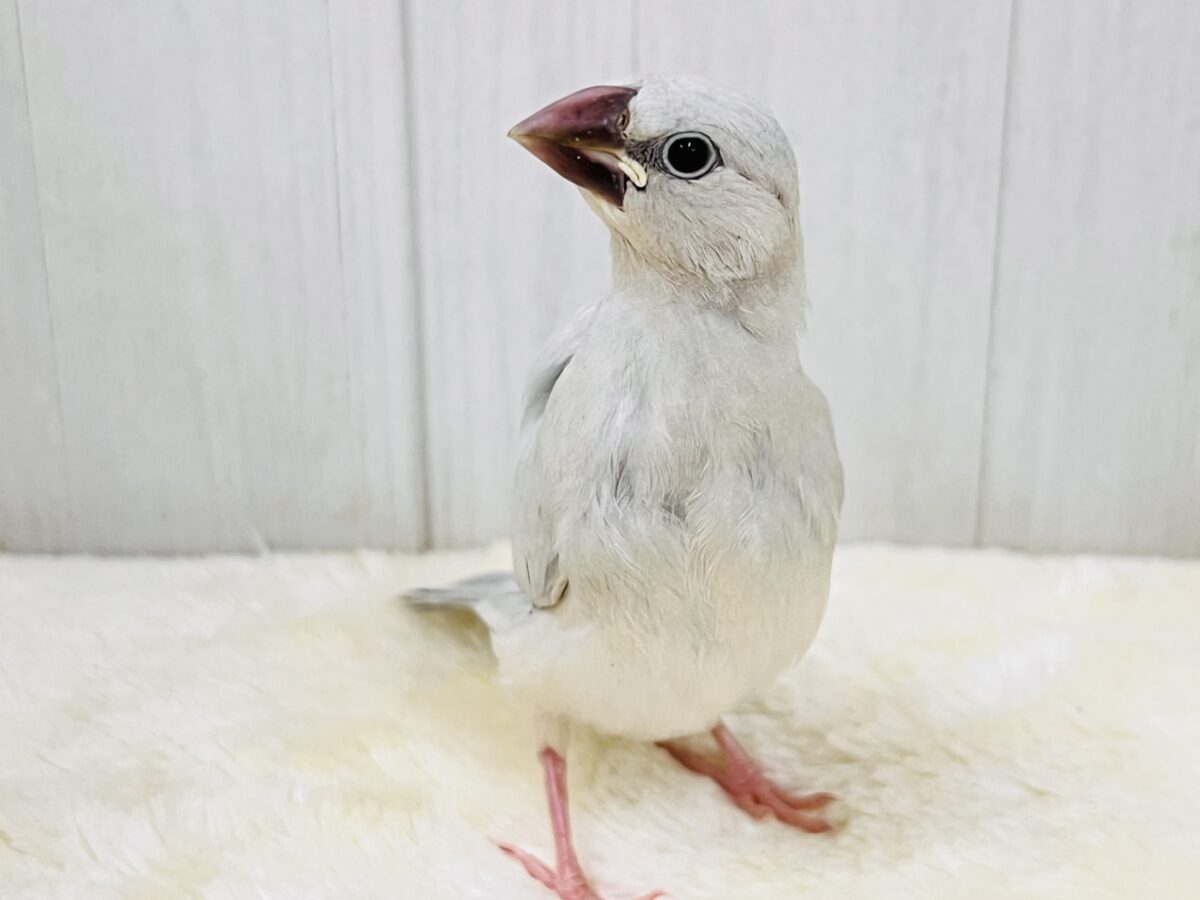 シルバー文鳥