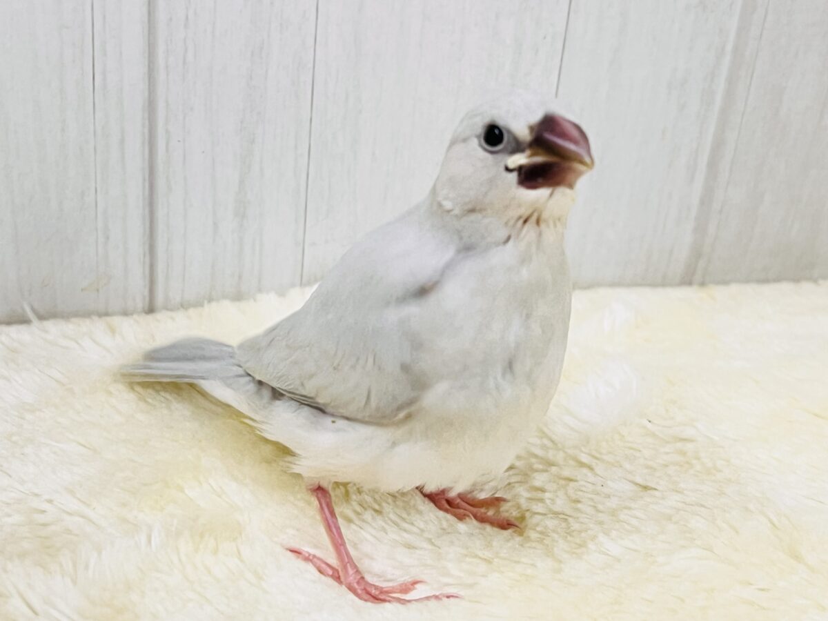 シルバー文鳥