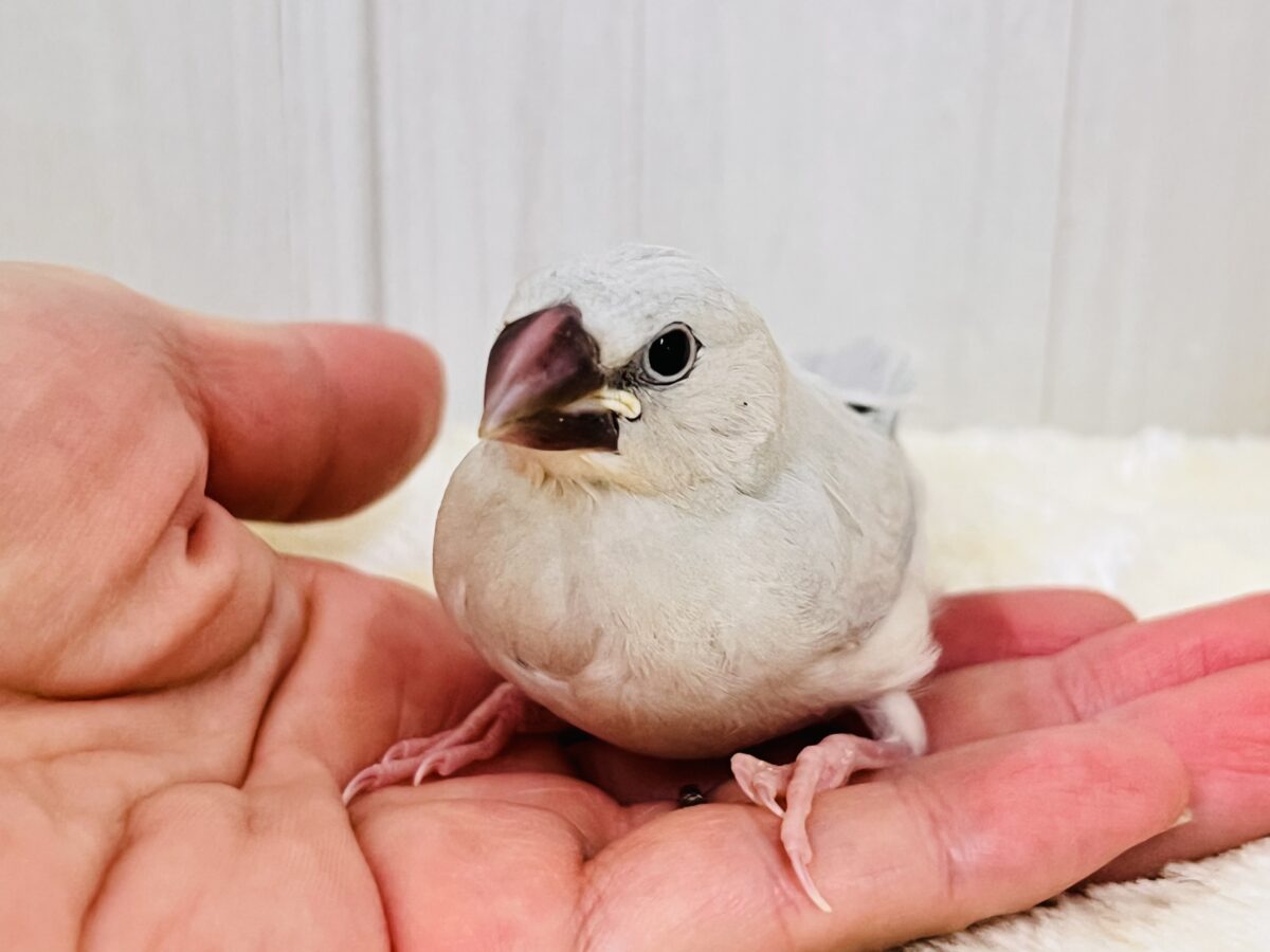 シルバー文鳥