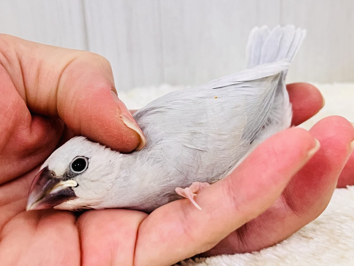 シルバー文鳥