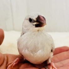 ベタ慣れ候補生🌟のんびり屋さんシルバー文鳥🎶
