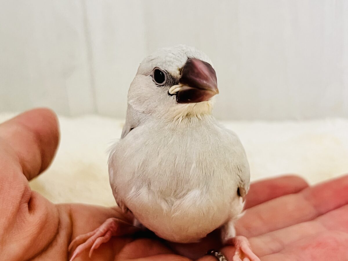 ベタ慣れ候補生🌟のんびり屋さんシルバー文鳥🎶