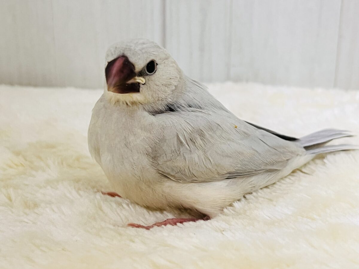 シルバー文鳥