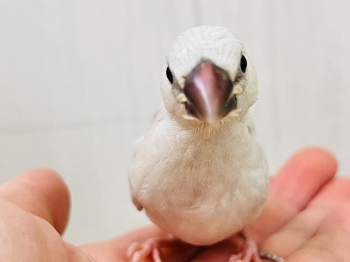シルバー文鳥