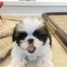 可愛すぎてとろける〜🫠💗シーズーの男の子入荷しました❤️