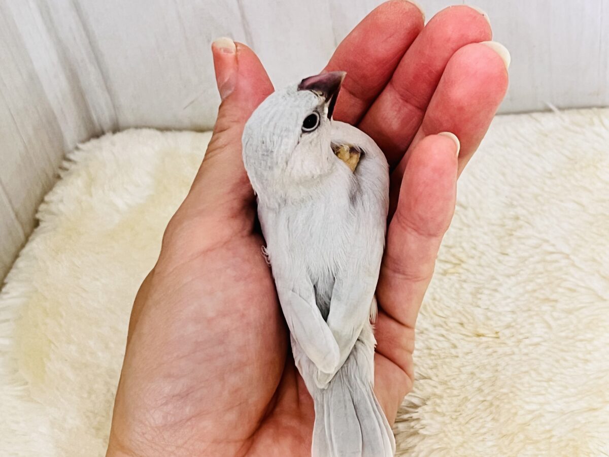 シルバー文鳥