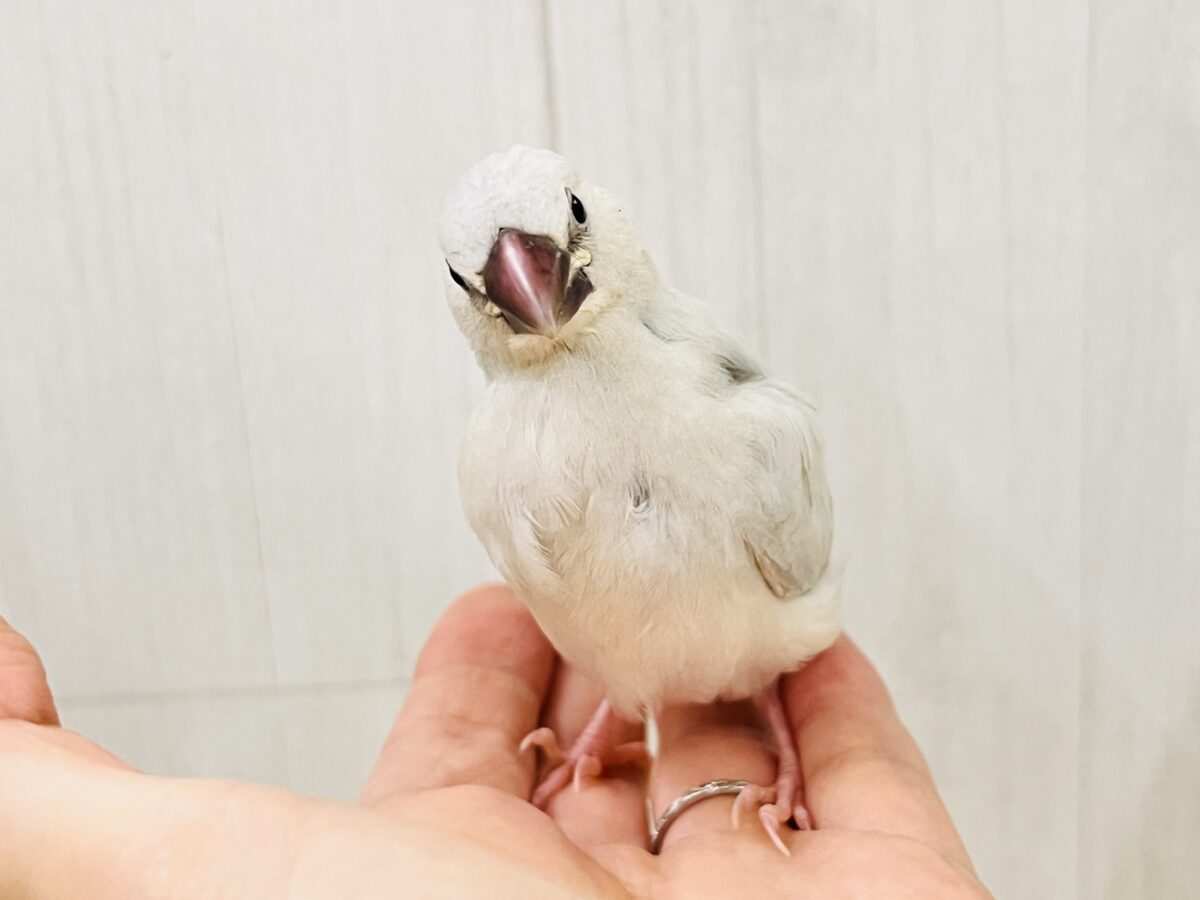 シルバー文鳥