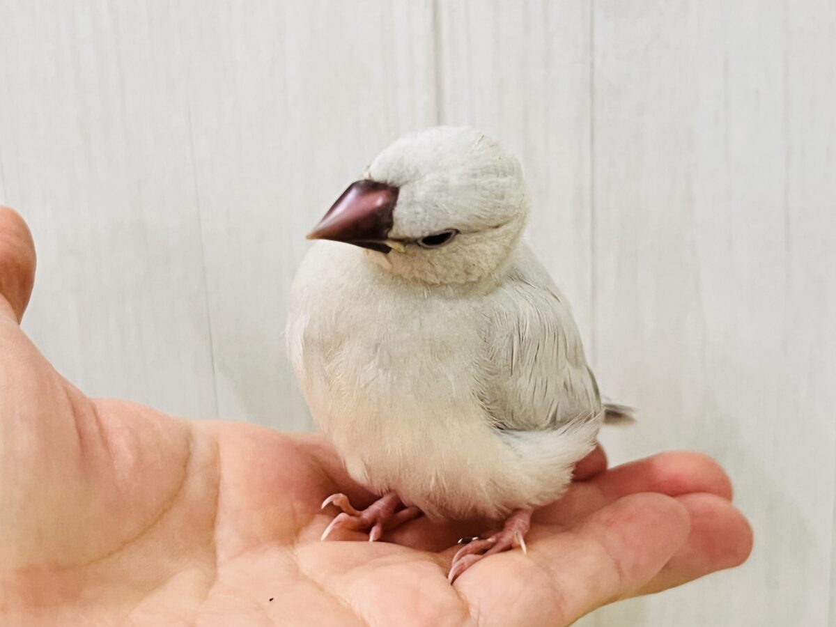 シルバー文鳥