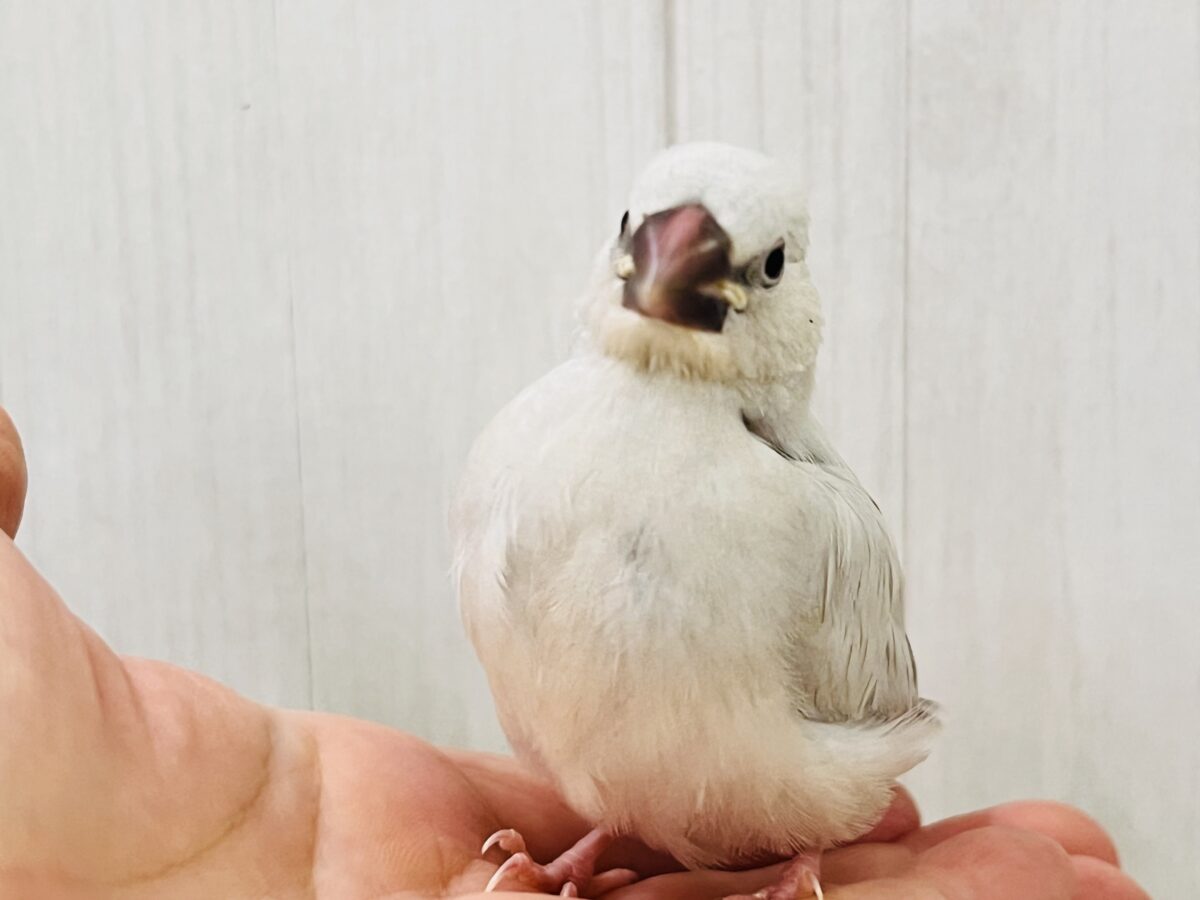 シルバー文鳥