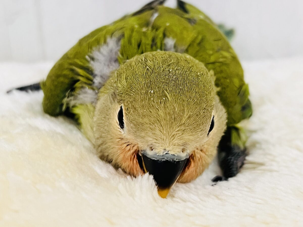 コザクラインコ（小桜インコ）