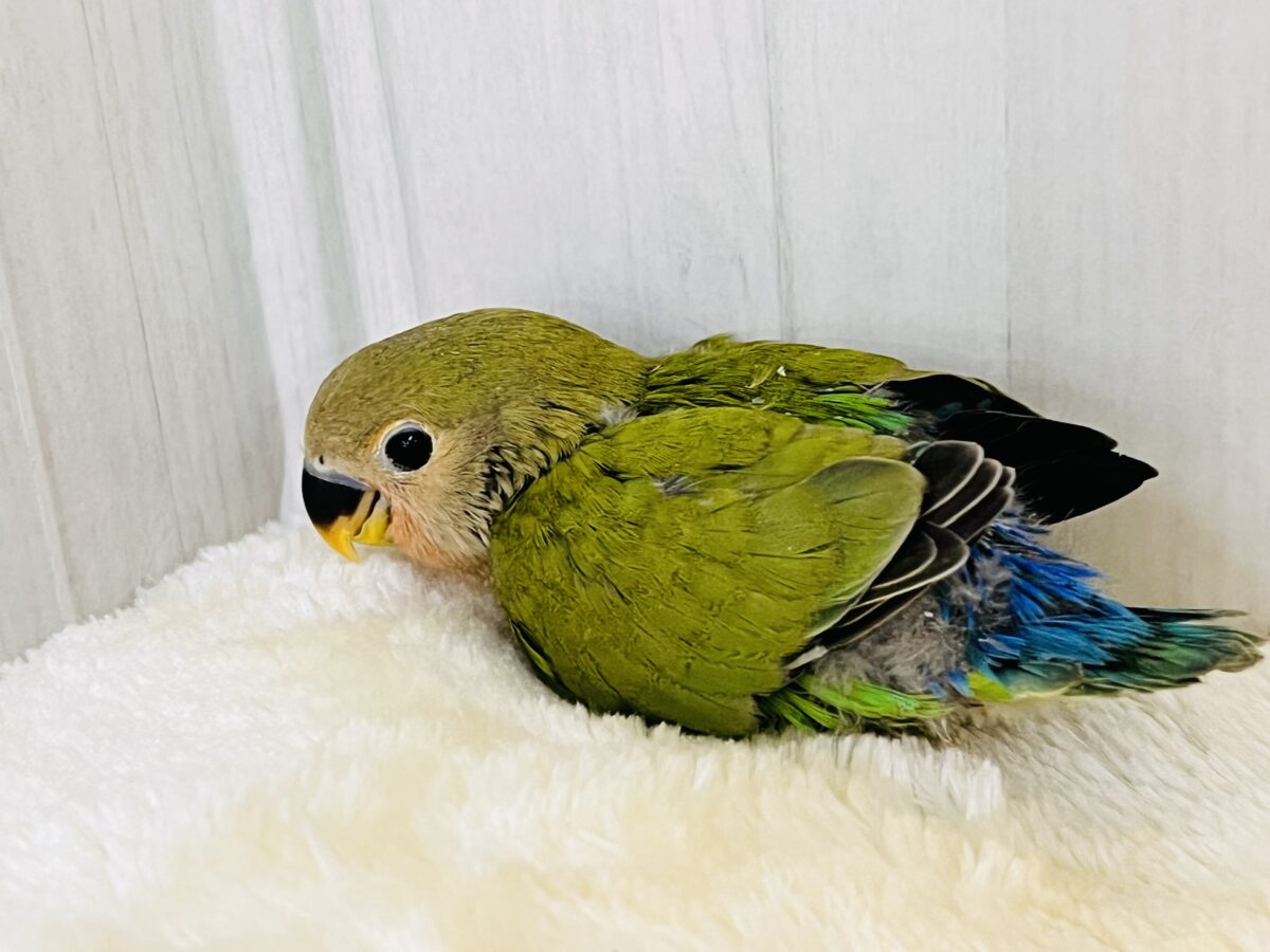もすもす💚アイドル見たいに可愛い🎶小桜インコ(ノーマル) コザクラインコ(小桜インコ)